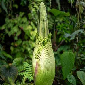 Floraison de l'Arum Titan